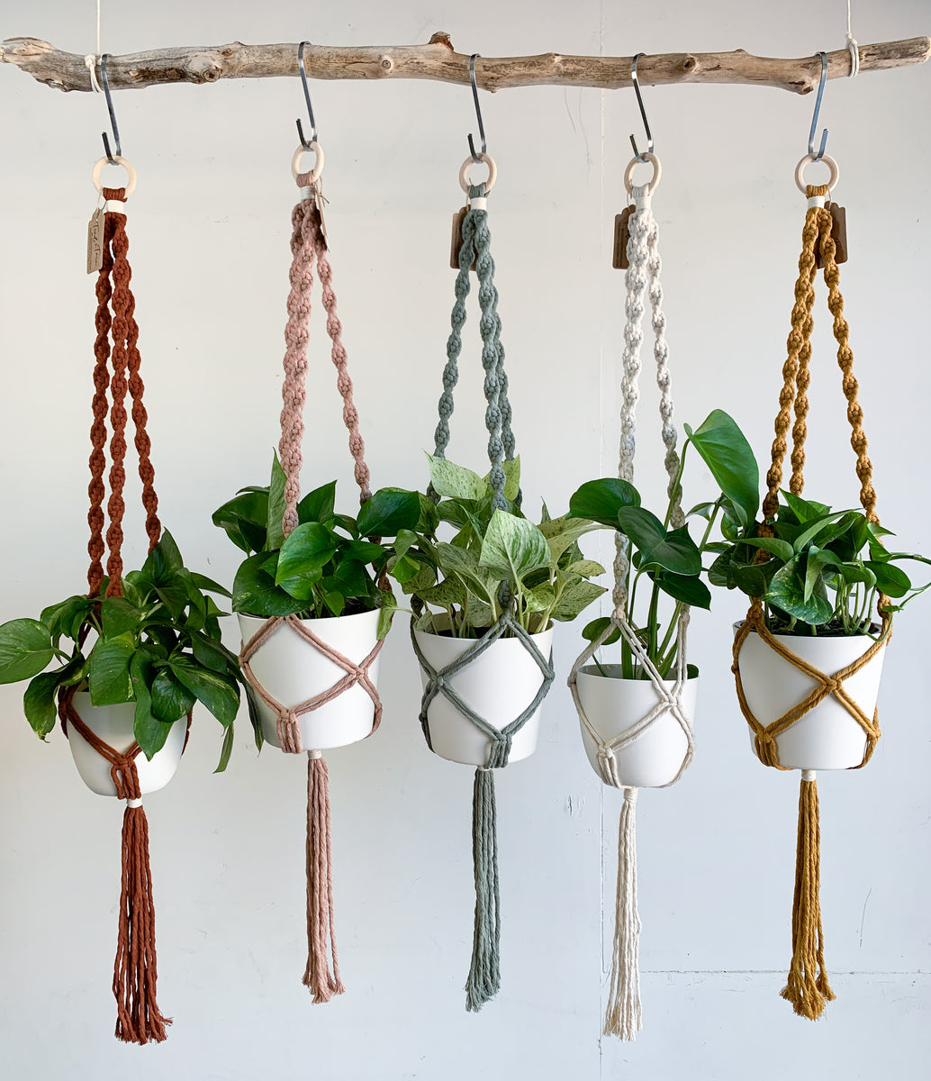 Designer Plants Stainless Steel Hanging Hooks 9cm x 7cm 10 Pieces 1EA