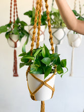 Load image into Gallery viewer, close-up of mustard ceiling plant hanger