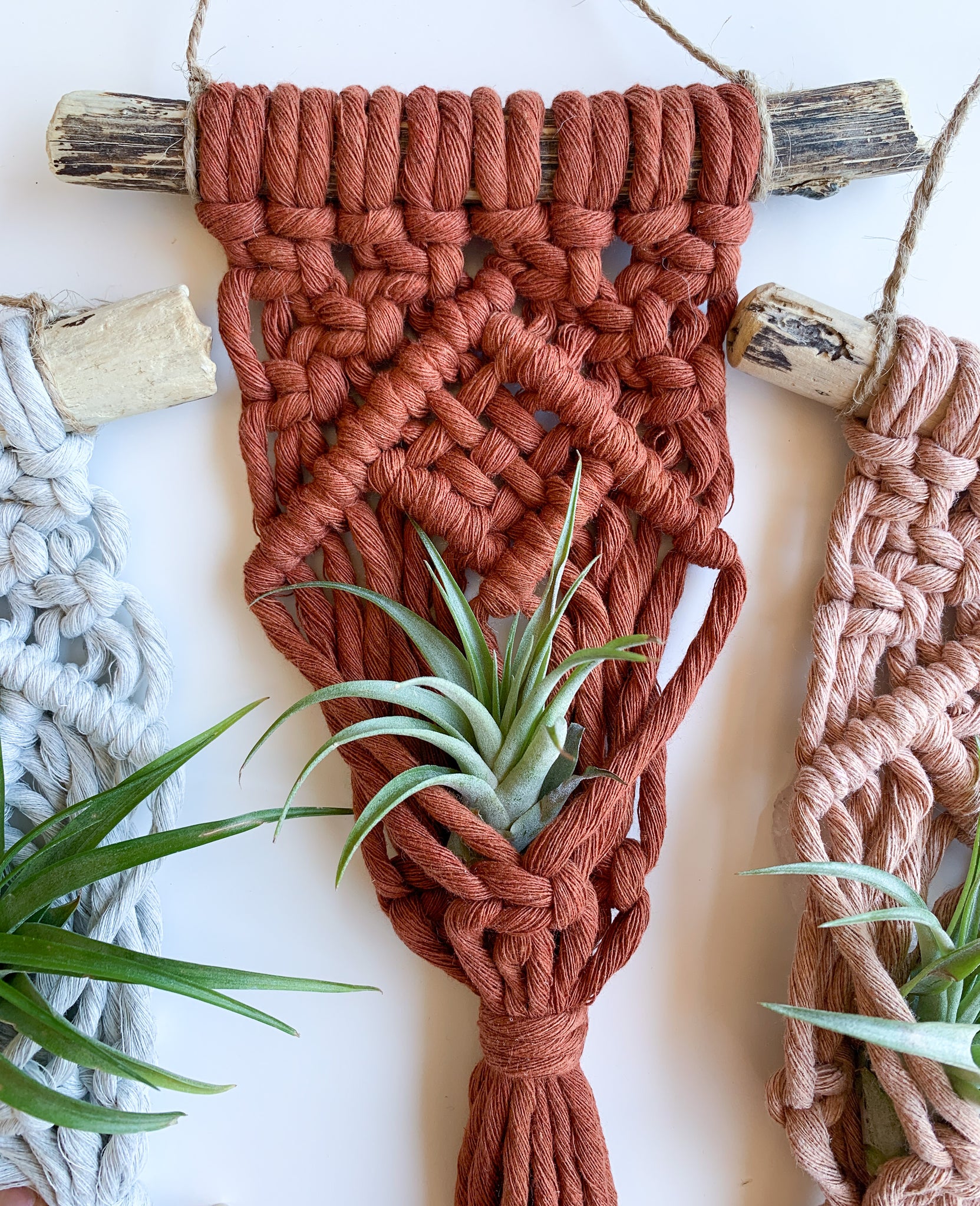 drift wood plant hanger Mini Driftwood Air Plant Hanger – Tied + True Goods