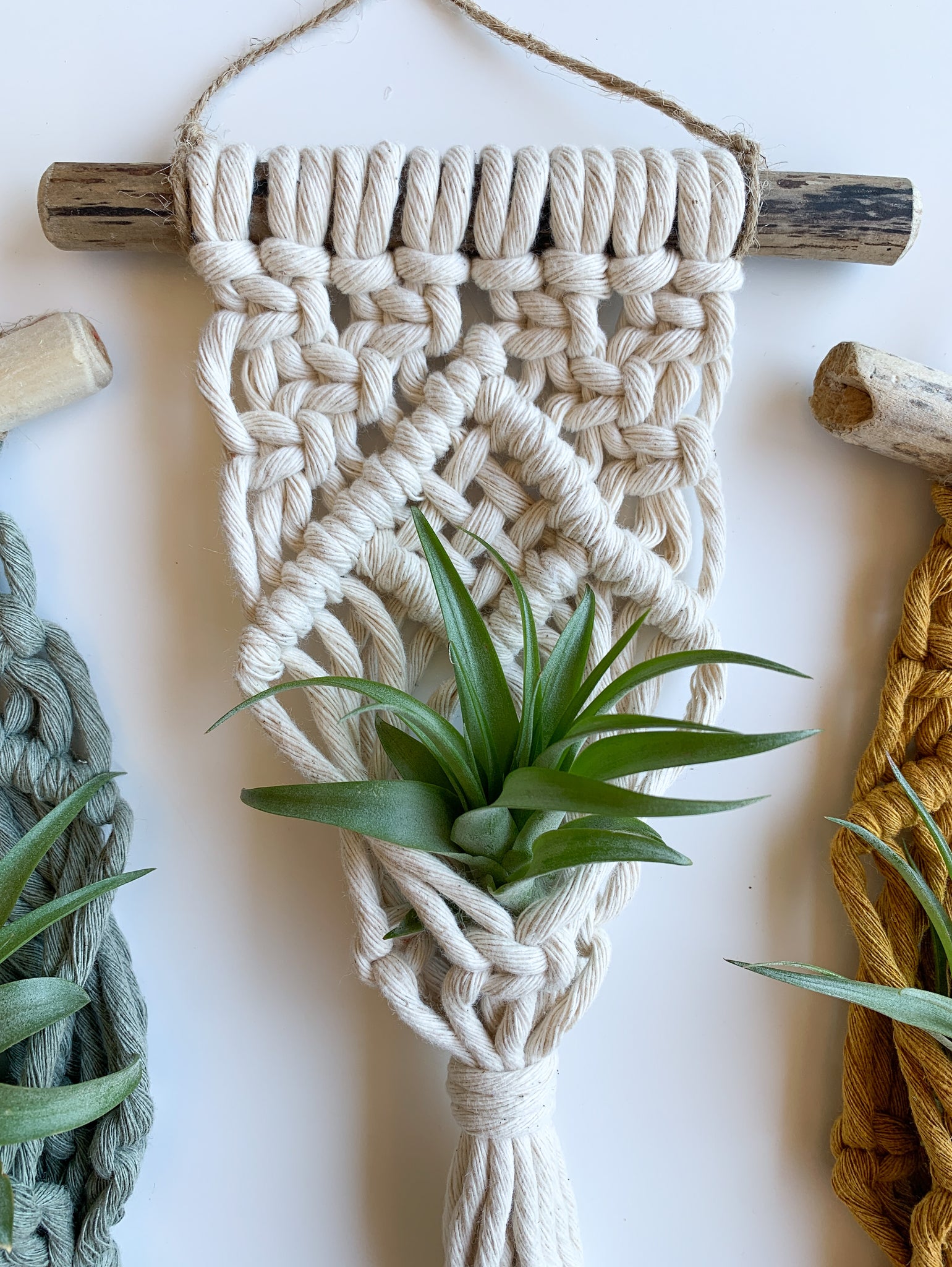 driftwood air plant holder Mini Driftwood Air Plant Hanger – Tied + True Goods