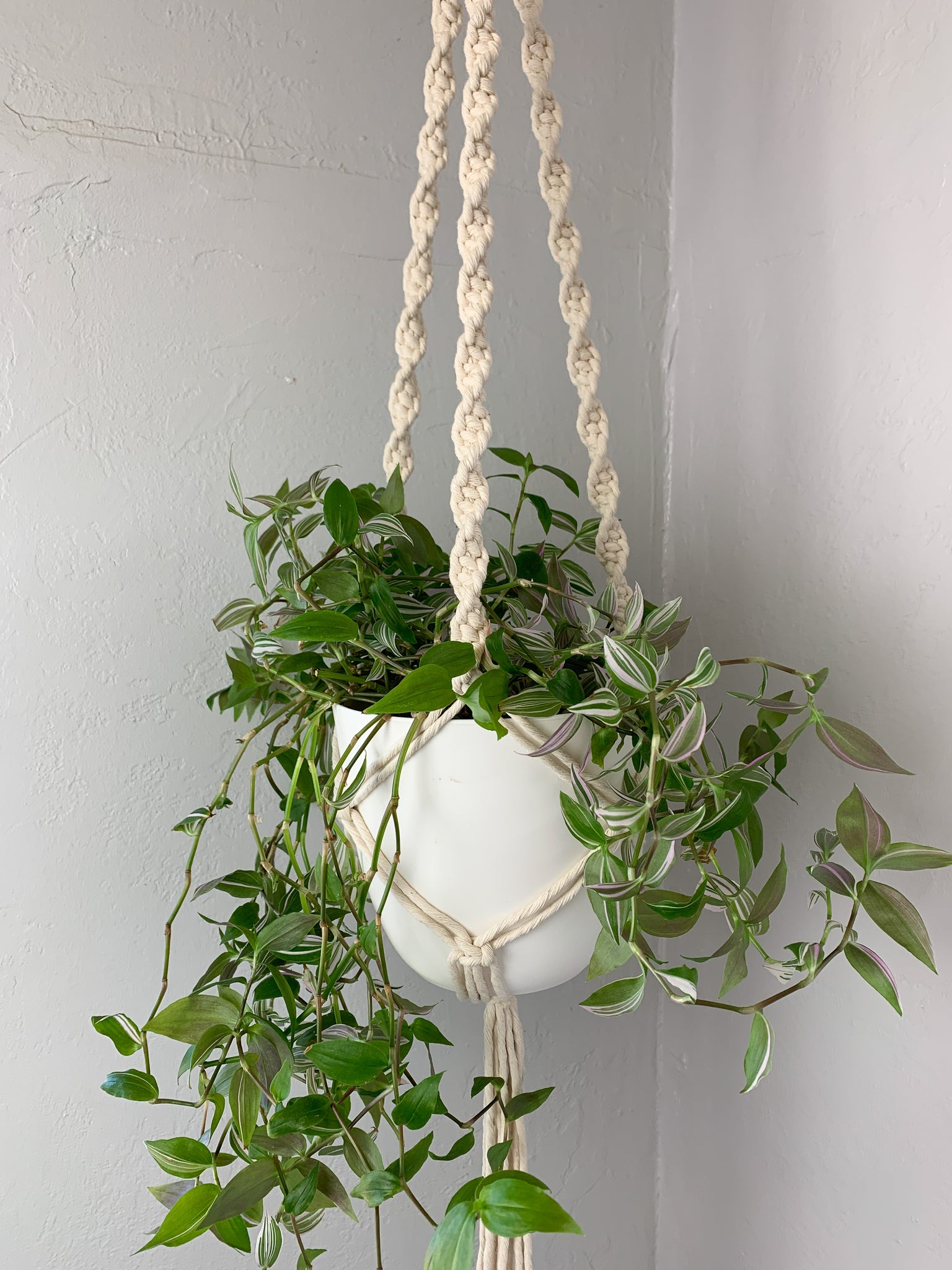 spiral plant hanger Spiral Plant Hanger – Tied + True Goods
